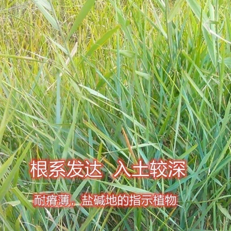 披碱草种子护坡固土草籽耐盐碱风沙草坪种子碱茅草种子四季牧