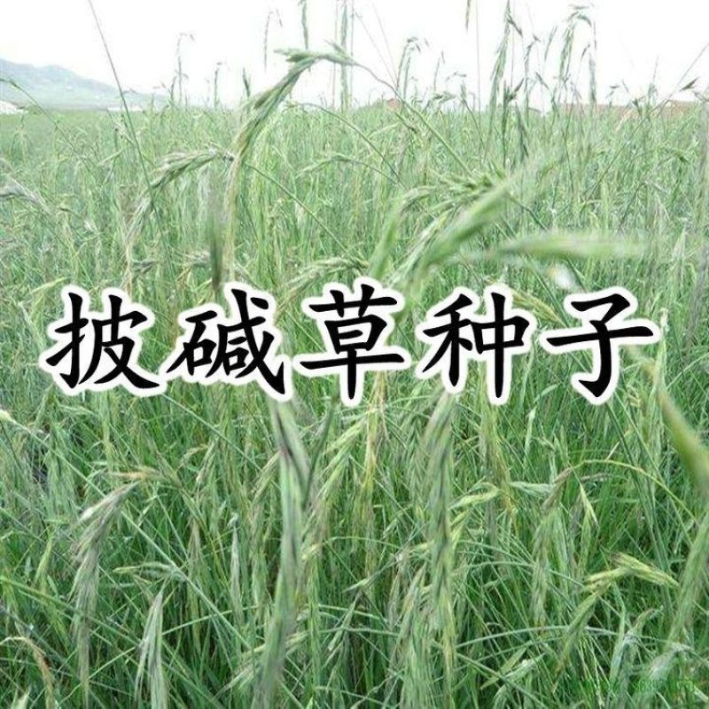 披碱草种子护坡固土草籽耐盐碱风沙草坪种子碱茅草种子四季牧