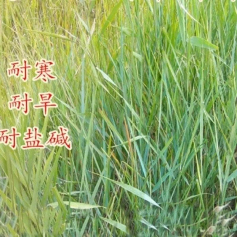 披碱草种子护坡固土草籽耐盐碱风沙草坪种子碱茅草种子四季牧