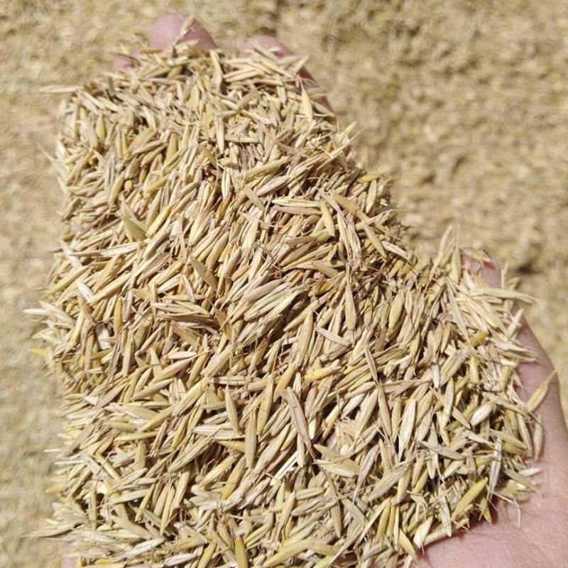 披碱草种子护坡固土草籽耐盐碱风沙草坪种子碱茅草种子四季牧