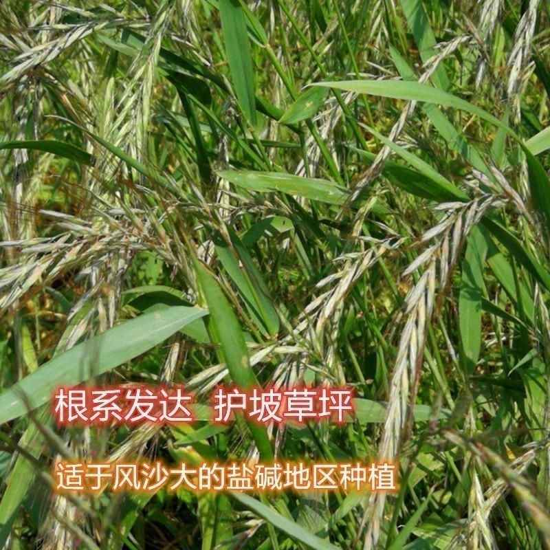 披碱草种子护坡固土草籽耐盐碱风沙草坪种子碱茅草种子四季牧