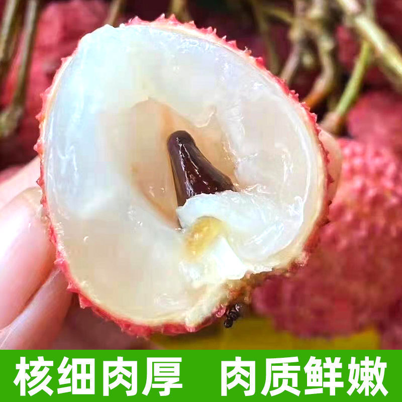 广西容县妃子笑荔枝稼接苗成活率高产地直发欢迎老板电联