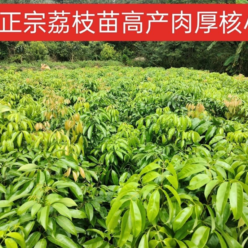 广西容县妃子笑荔枝稼接苗成活率高产地直发欢迎老板电联
