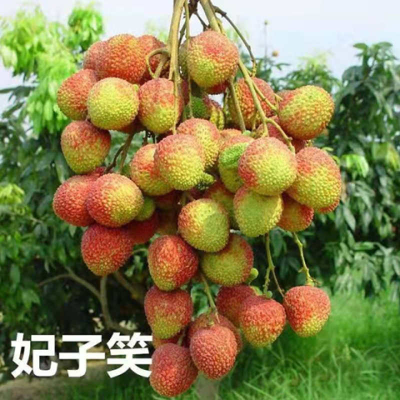 广西容县妃子笑荔枝稼接苗成活率高产地直发欢迎老板电联