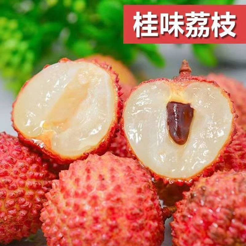 广西容县桂味荔枝稼接苗成活率高产地直发欢迎老板电联