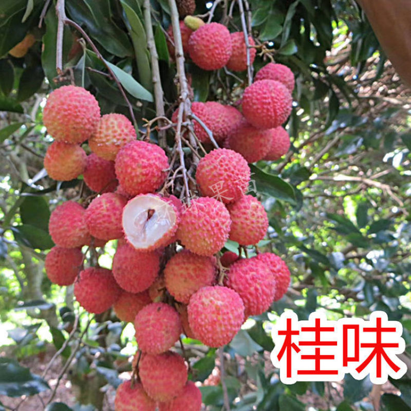广西容县桂味荔枝稼接苗成活率高产地直发欢迎老板电联