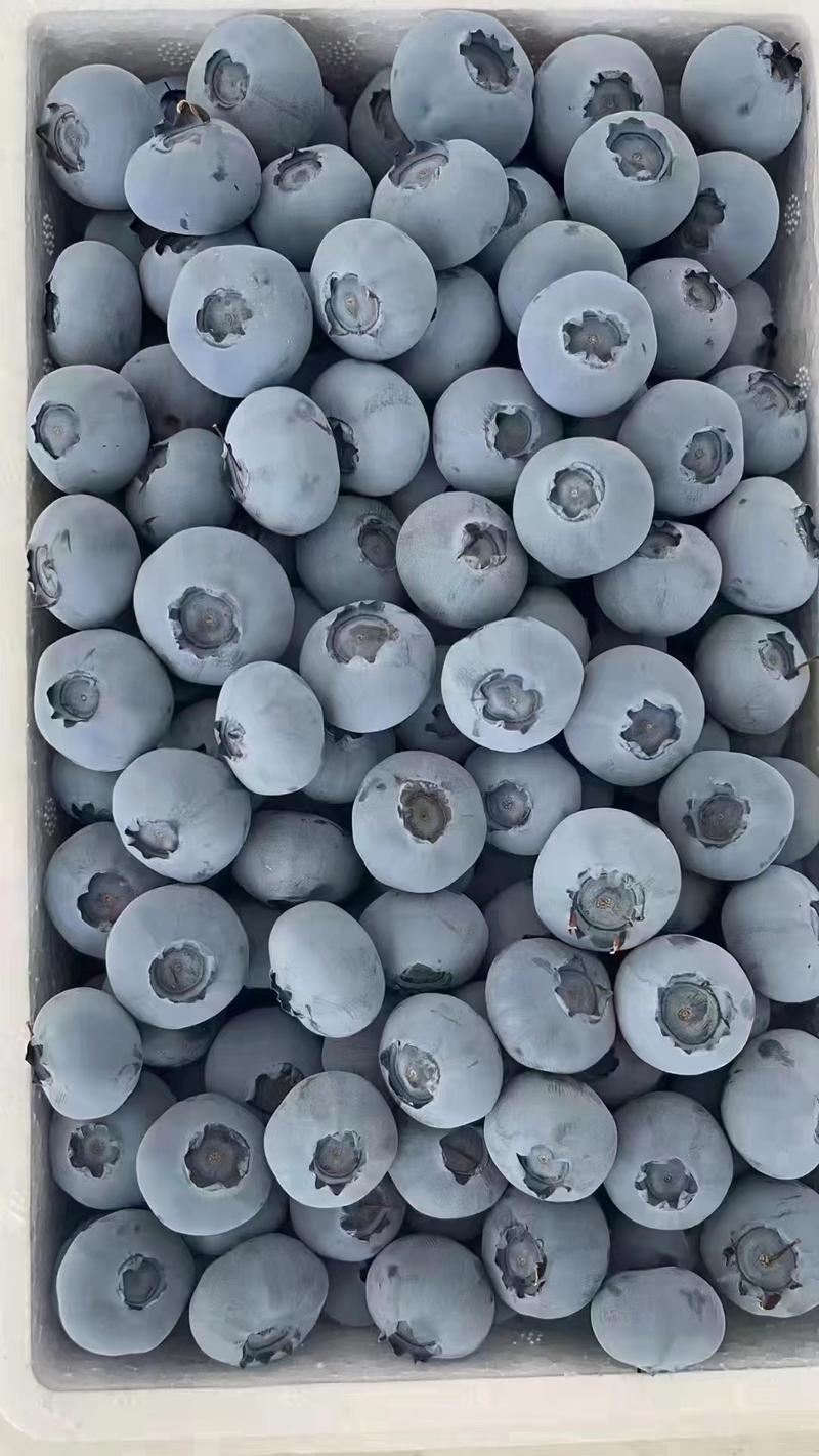 山东蓝莓L25云雀H5优瑞卡博物宝石全国发货