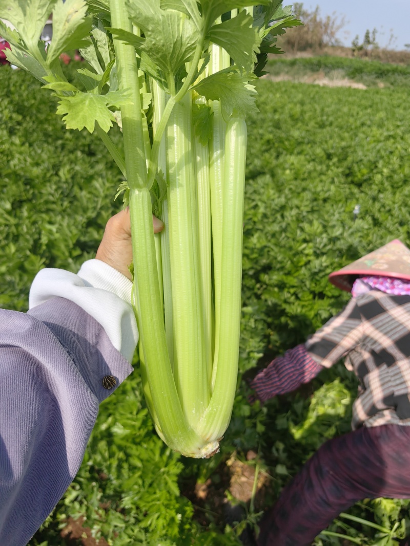 西芹自己2000亩基地大量上市，支持平台，超市，外面订单