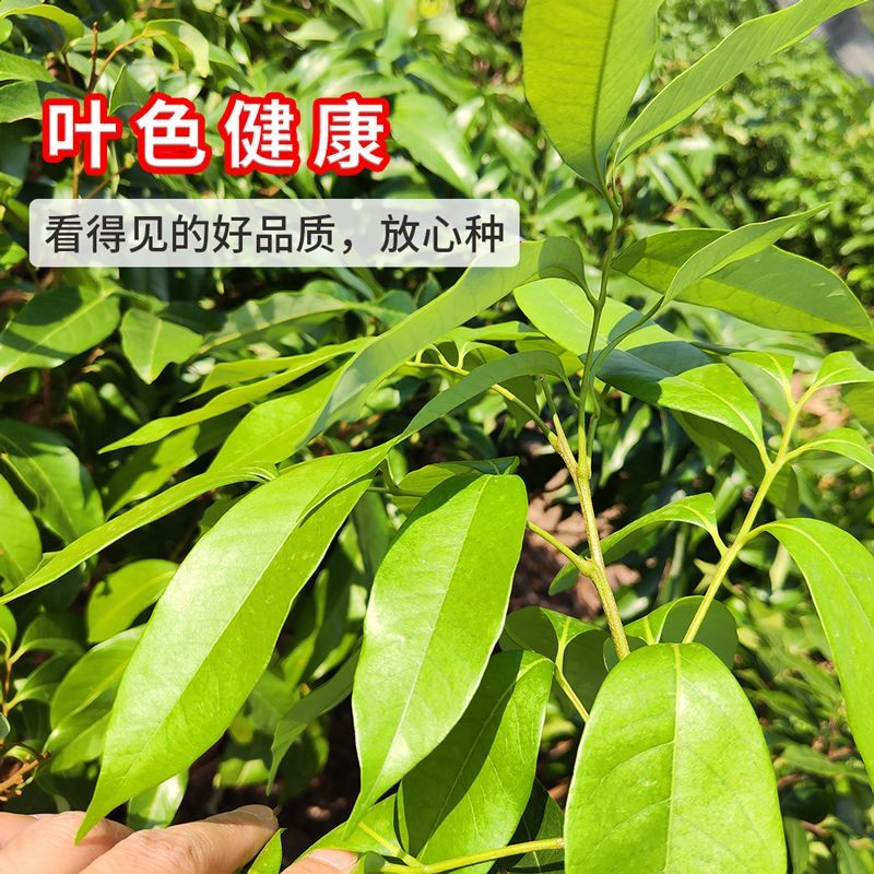广西容县桂味荔枝稼接苗成活率高产地直发欢迎老板电联