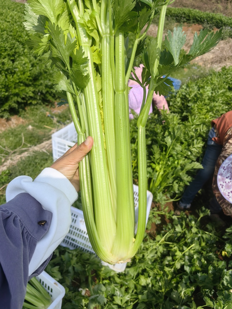 西芹自己2000亩基地大量上市，支持平台，超市，外面订单