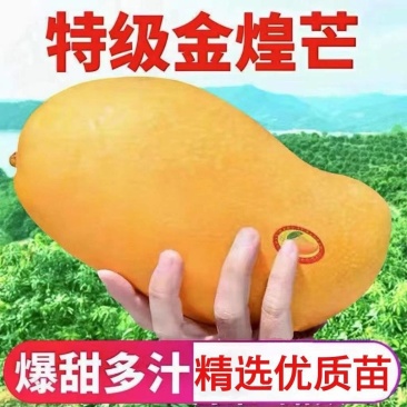 广西金煌芒稼接苗成活率高产地直发一手货源欢迎老板电联