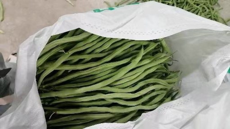 白芸豆扁豆无丝豆小金白豆白不老老来少优质豆类大量持续供应