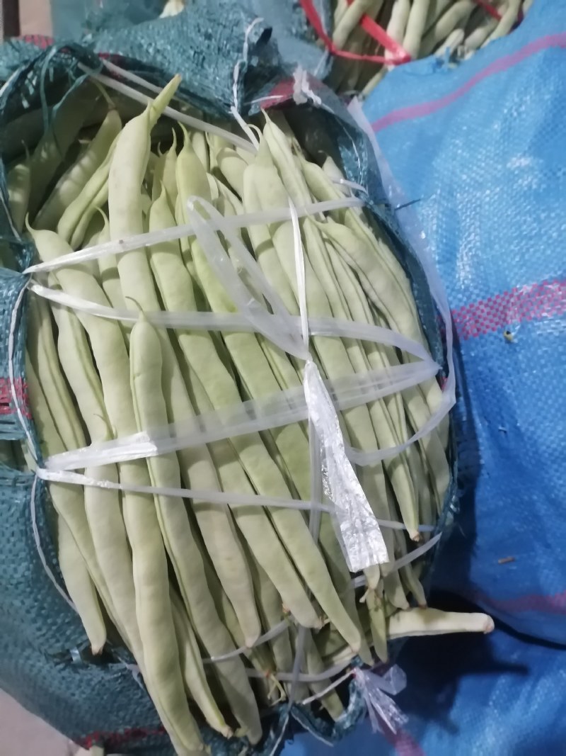 白芸豆扁豆无丝豆小金白豆白不老老来少优质豆类大量持续供应