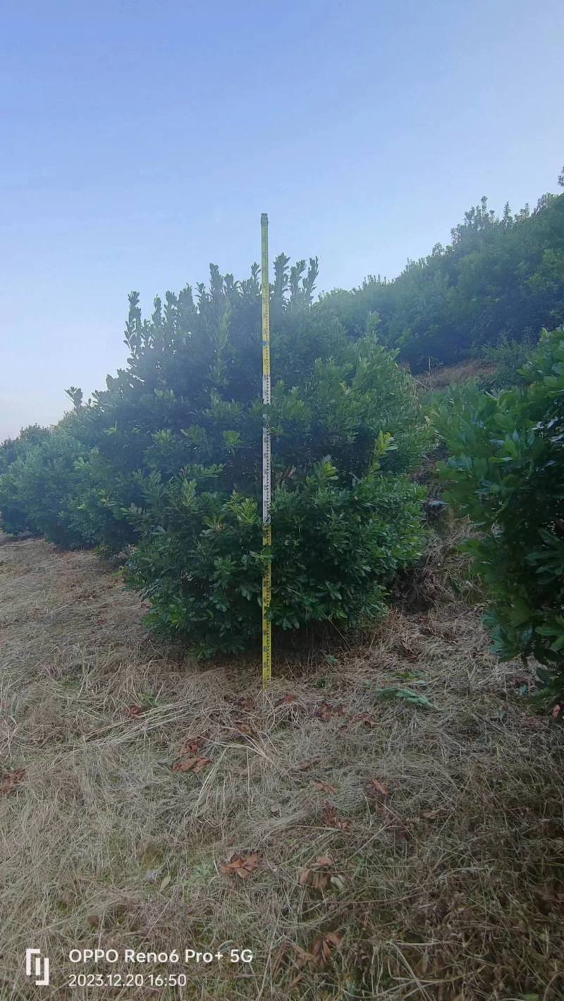 【推荐】湖南怀化杨梅树，东槐杨梅树，一手货源提供技术支持