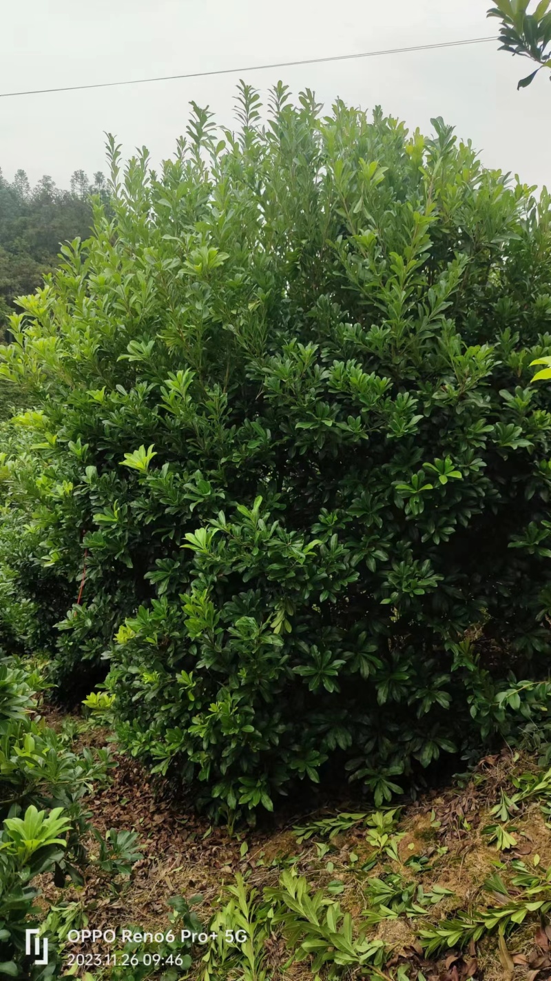 【推荐】湖南怀化杨梅树，东槐杨梅树，一手货源提供技术支持