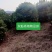【推荐】湖南怀化杨梅树，东槐杨梅树，一手货源提供技术支持