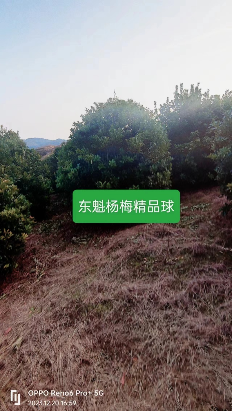 【推荐】湖南怀化杨梅树，东槐杨梅树，一手货源提供技术支持