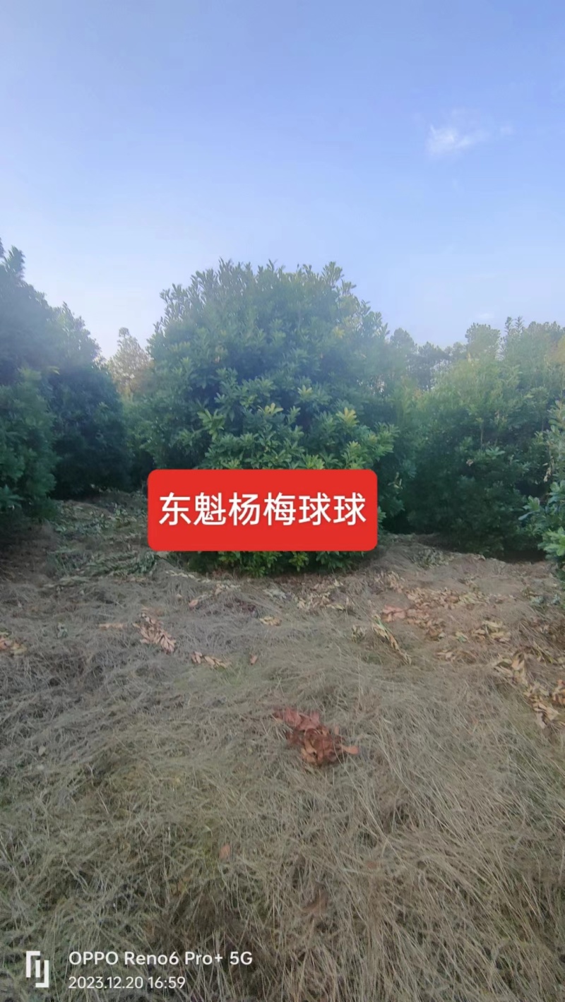 【推荐】湖南怀化杨梅树，东槐杨梅树，一手货源提供技术支持