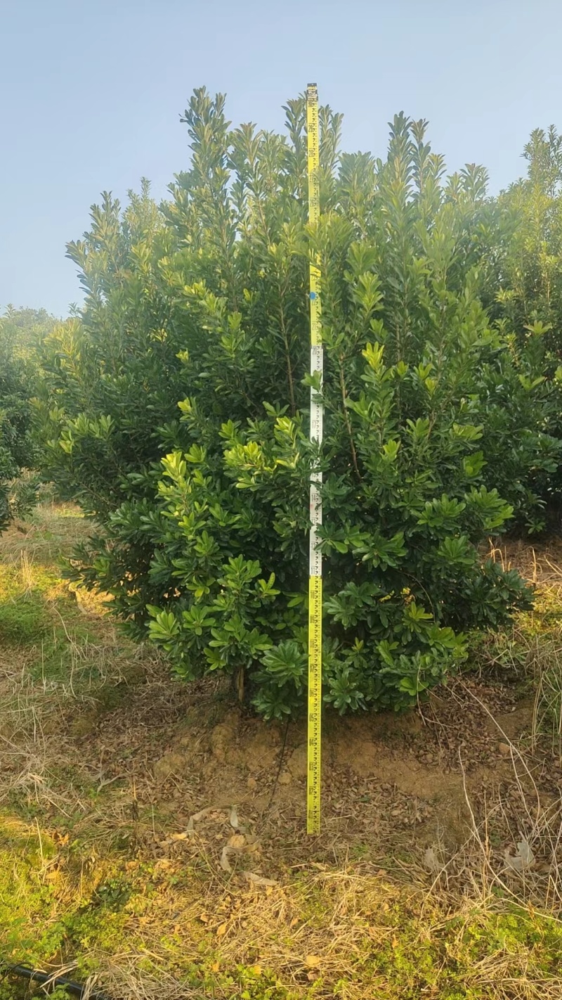 【推荐】湖南怀化杨梅树，东槐杨梅树，一手货源提供技术支持