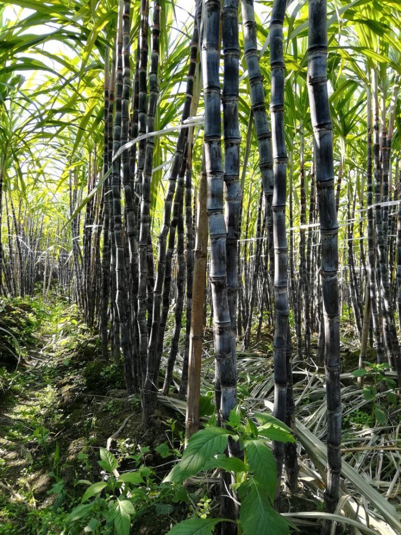 【产地直供】精品黑皮甘蔗，云南黑皮甘蔗大量现货，现砍现发