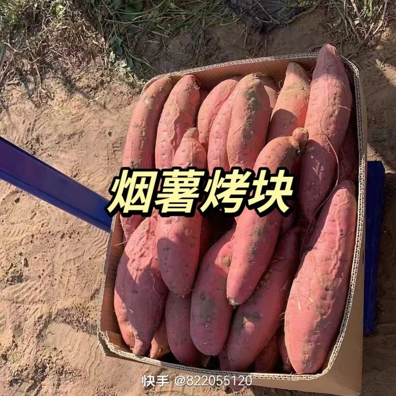 山东烟薯25大量上市，产地现货直发对接全国批发