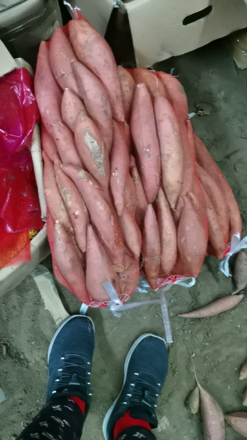 山东烟薯25大量上市，产地现货直发对接全国批发