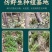 【霍山县发货】5年安徽铁皮石斛枫斗石斛花米斛龙头凤尾包邮