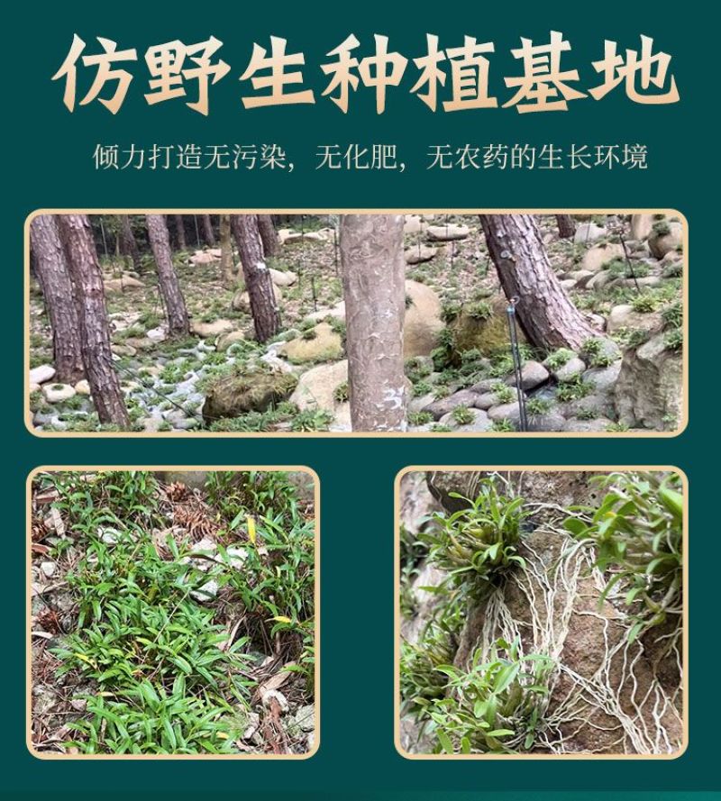 【霍山县发货】5年安徽铁皮石斛枫斗石斛花米斛龙头凤尾包邮