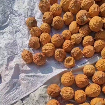 瓜蒌干货栝篓实瓜蒌个子各种规格欢迎选购！