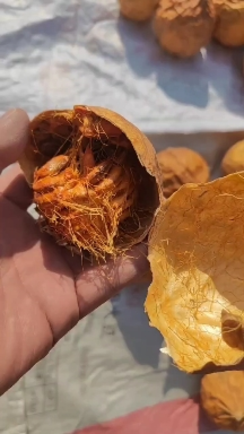 瓜蒌干货栝篓实瓜蒌个子各种规格欢迎选购！
