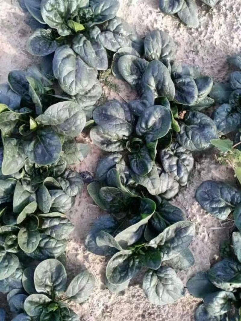 周口趴地菠菜市场货电商大量供应电商一件代发