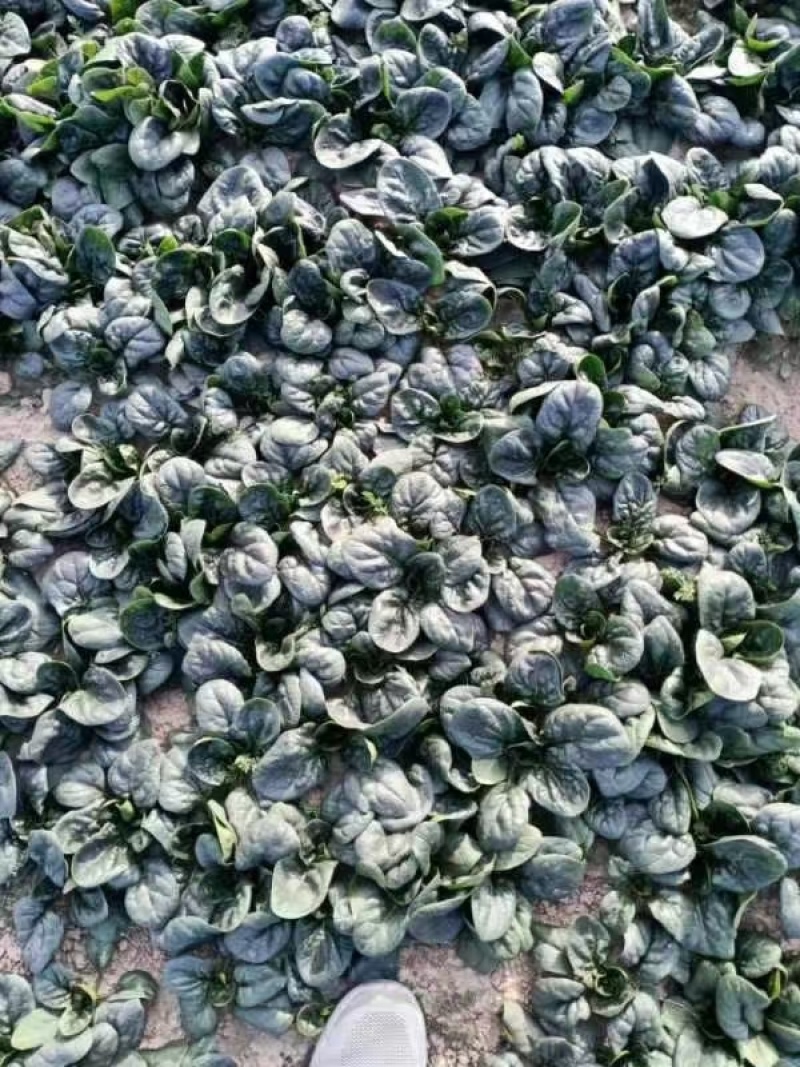 周口趴地菠菜市场货电商大量供应电商一件代发