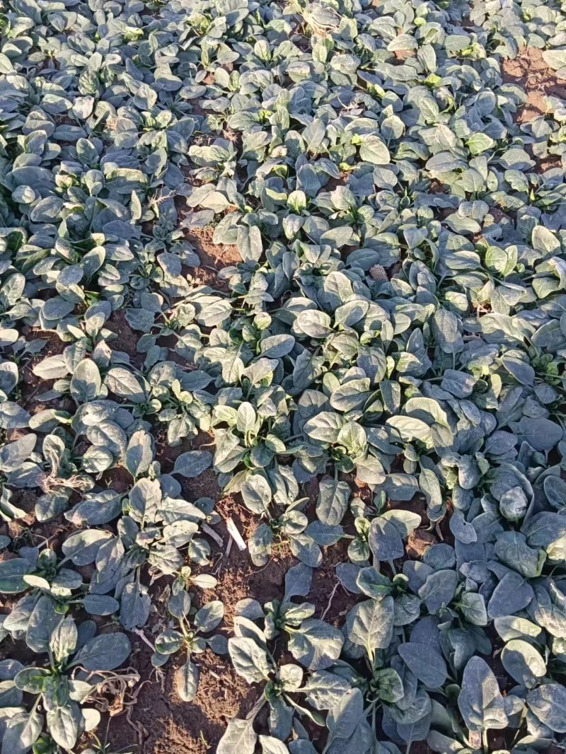 周口趴地菠菜市场货电商大量供应电商一件代发