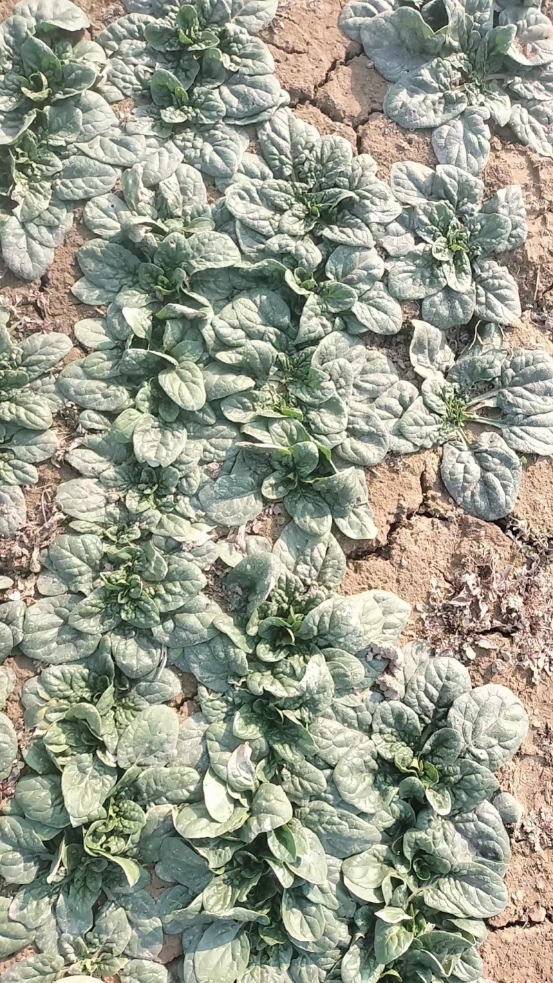 周口趴地菠菜市场货电商大量供应电商一件代发