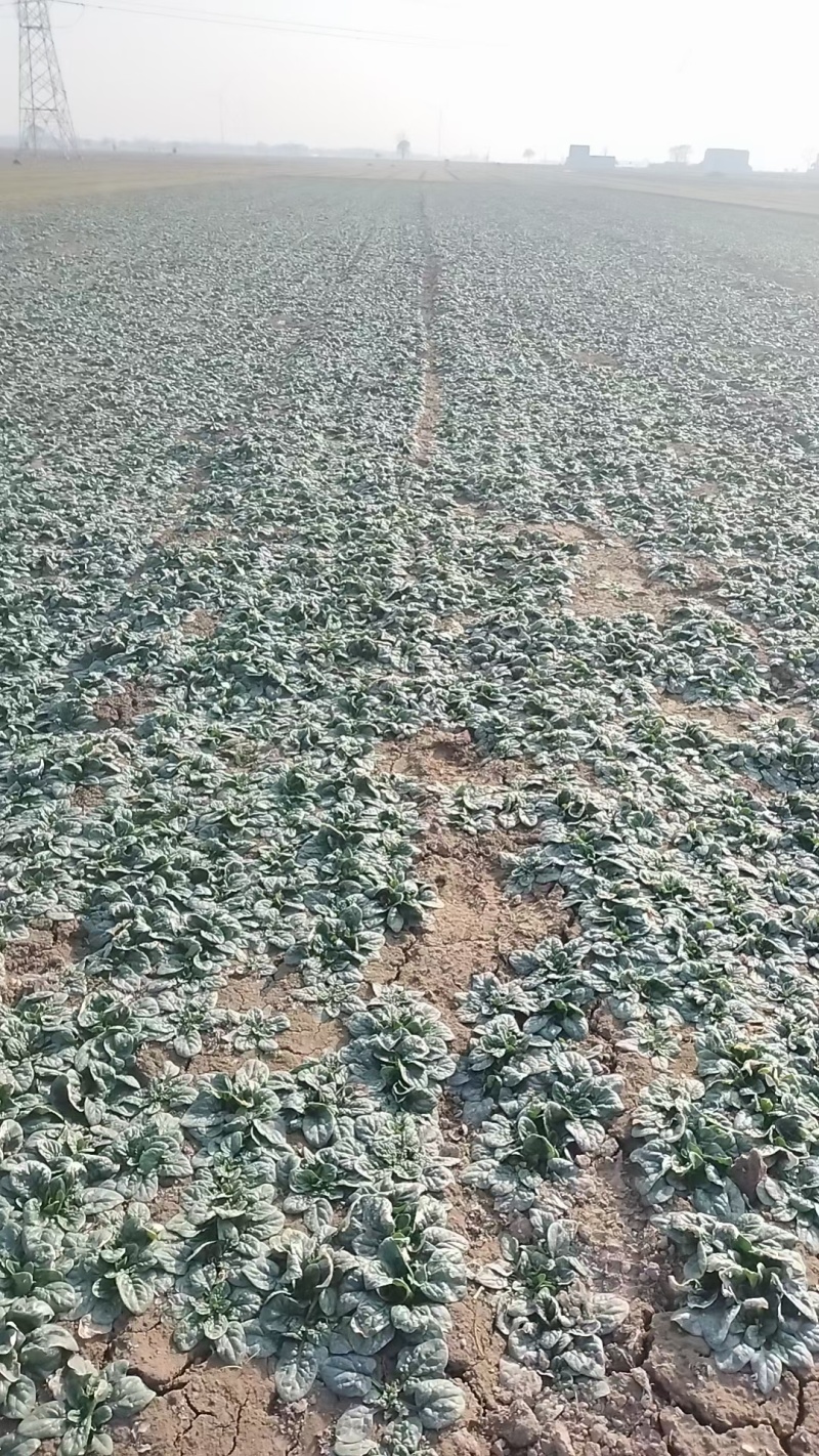 周口趴地菠菜市场货电商大量供应电商一件代发