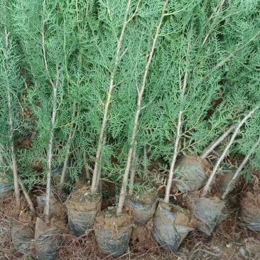 侧柏苗，裸根，营养杯现挖现发，基地直销