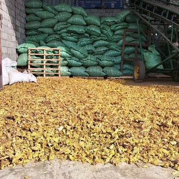 野生三颗针精品货正在热销中，欢迎选购。