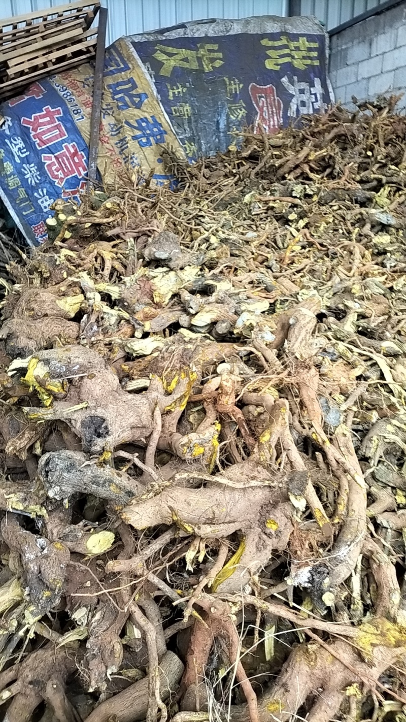 野生三颗针精品货正在热销中，欢迎选购。