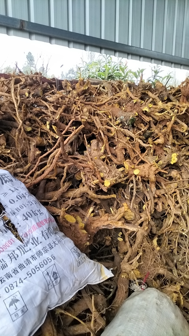 野生三颗针精品货正在热销中，欢迎选购。