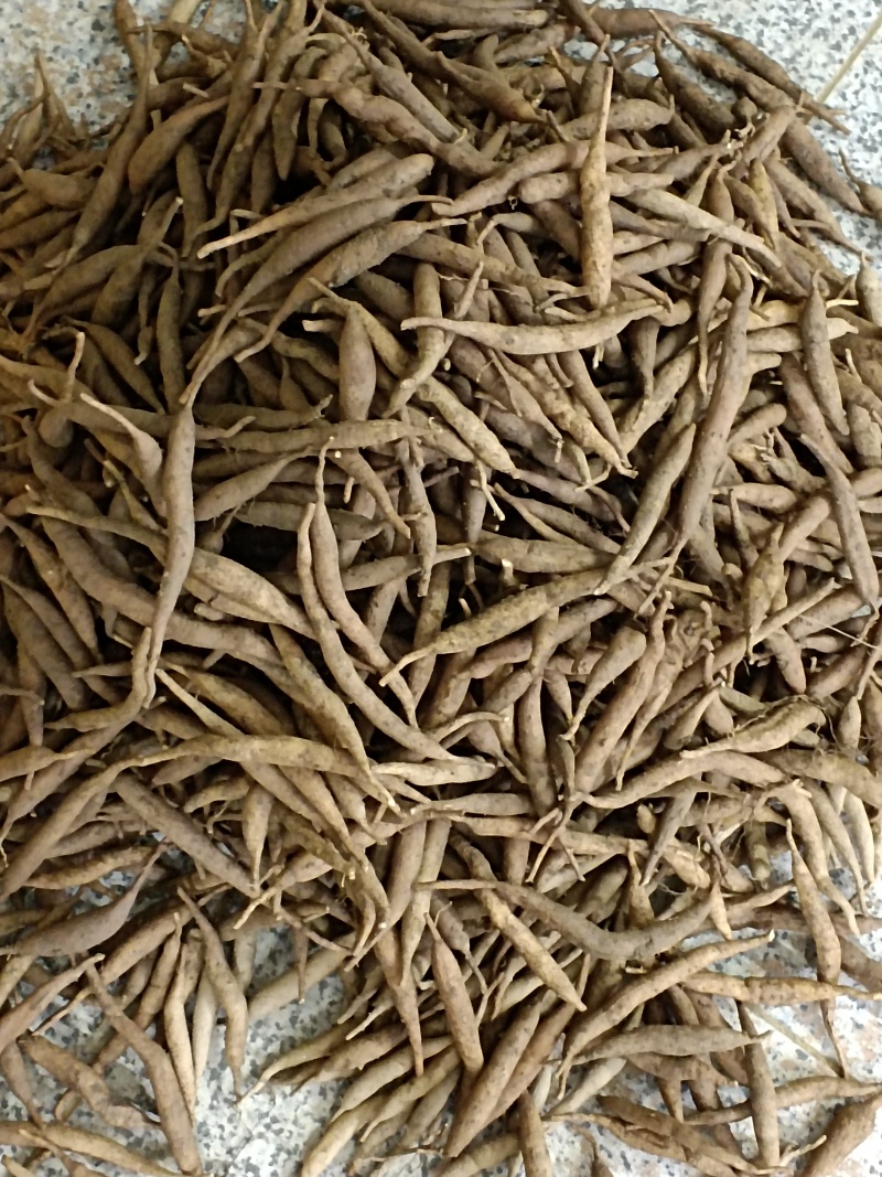 精选大天冬产地直发