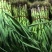 当阳红根蒜苗产地一手货源蒜苗货源稳定欢迎致电联系