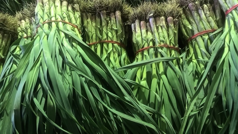 当阳红根蒜苗产地一手货源蒜苗货源稳定欢迎致电联系