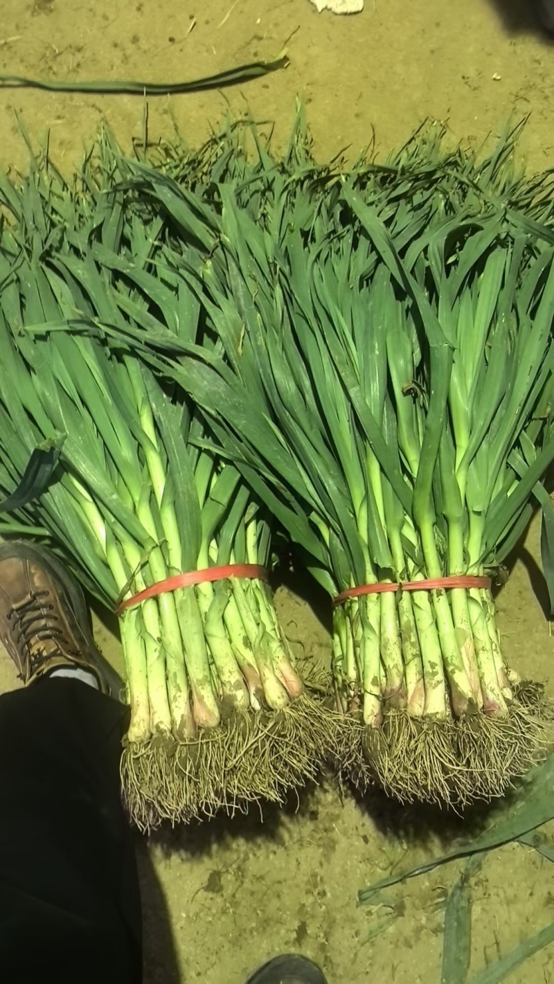 当阳红根蒜苗产地一手货源蒜苗货源稳定欢迎致电联系