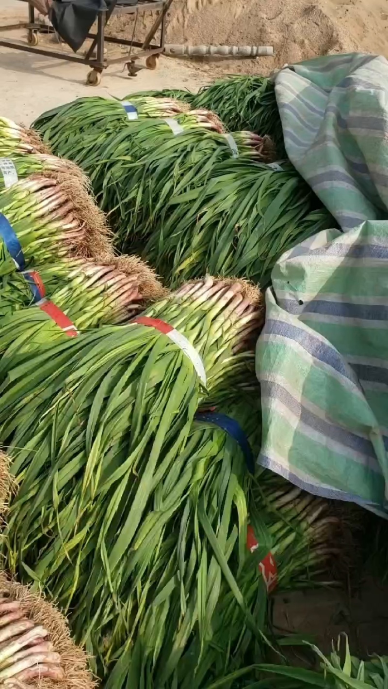 当阳红根蒜苗产地一手货源蒜苗货源稳定欢迎致电联系