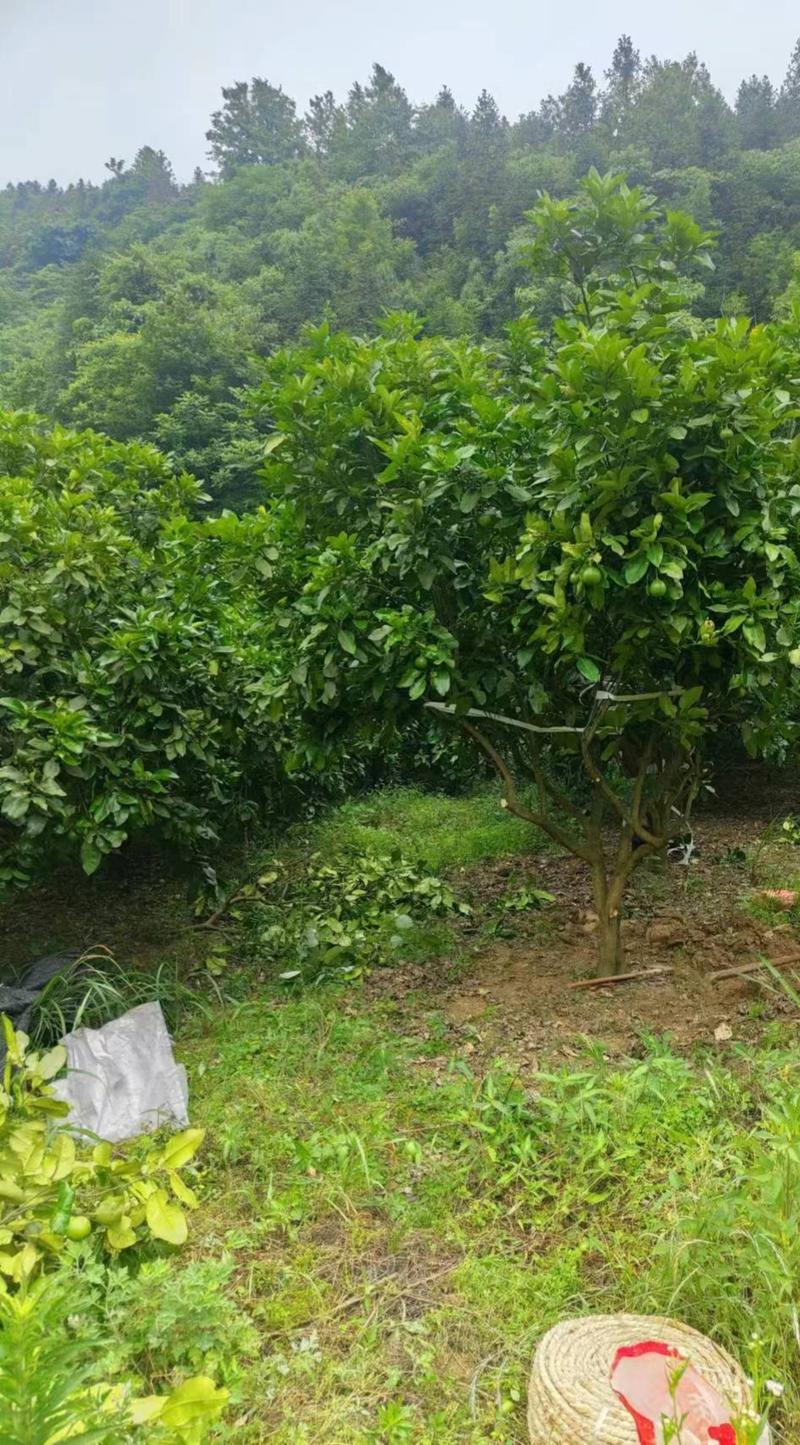 【推荐】湖南怀化柚子树苗，一手货源提供技术支持