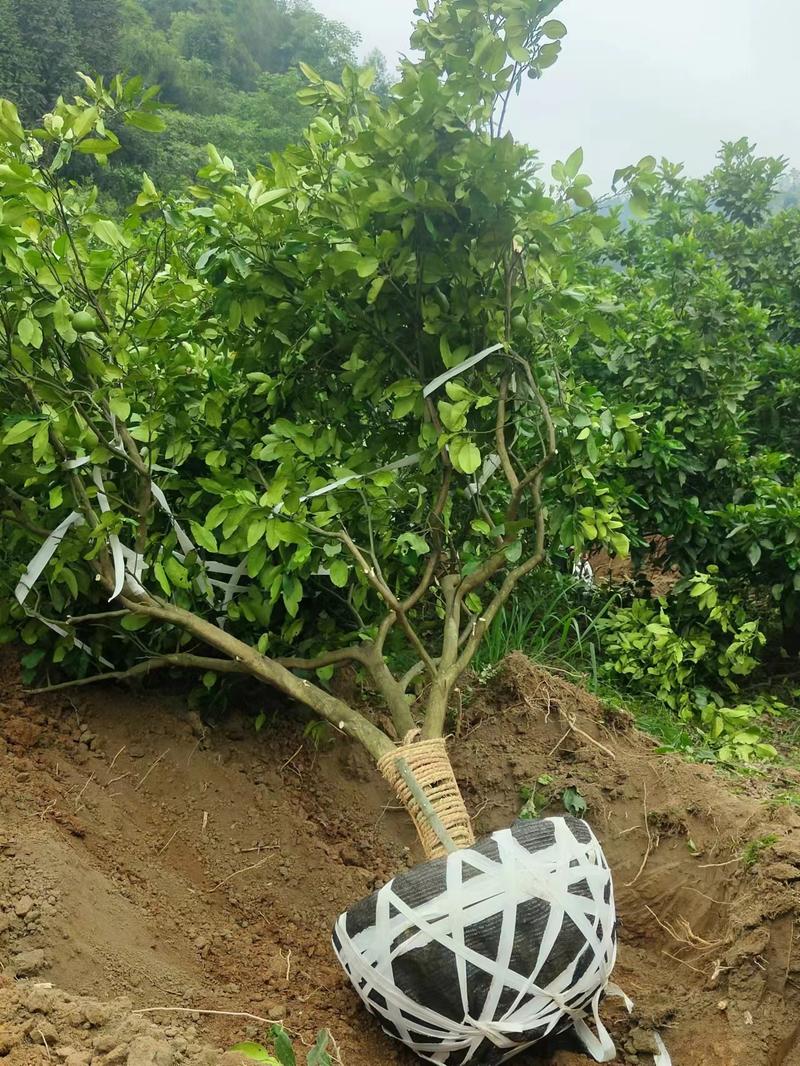 【推荐】湖南怀化柚子树苗，一手货源提供技术支持