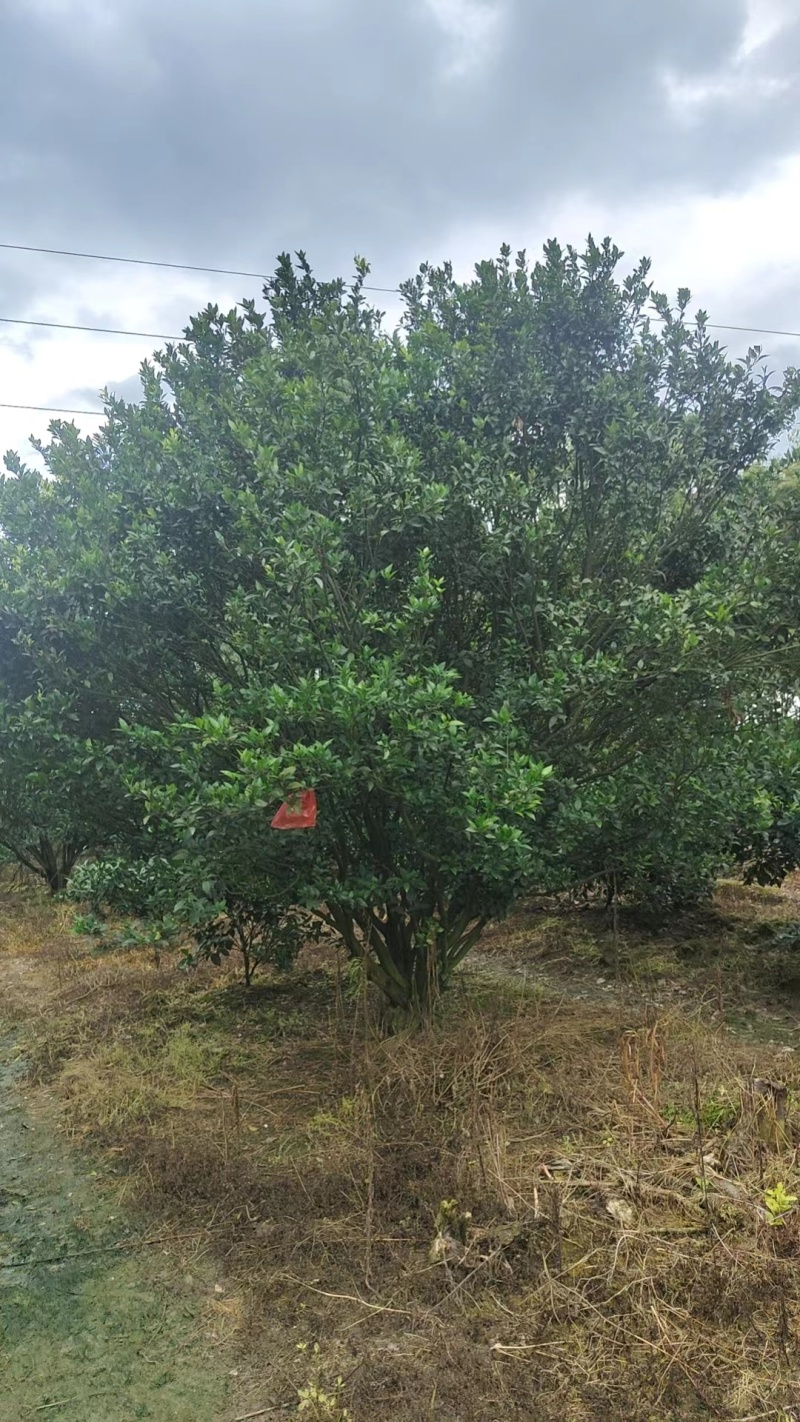 【推荐】湖南怀化南丰蜜桔树南丰蜜桔苗一手货源提供技术支持