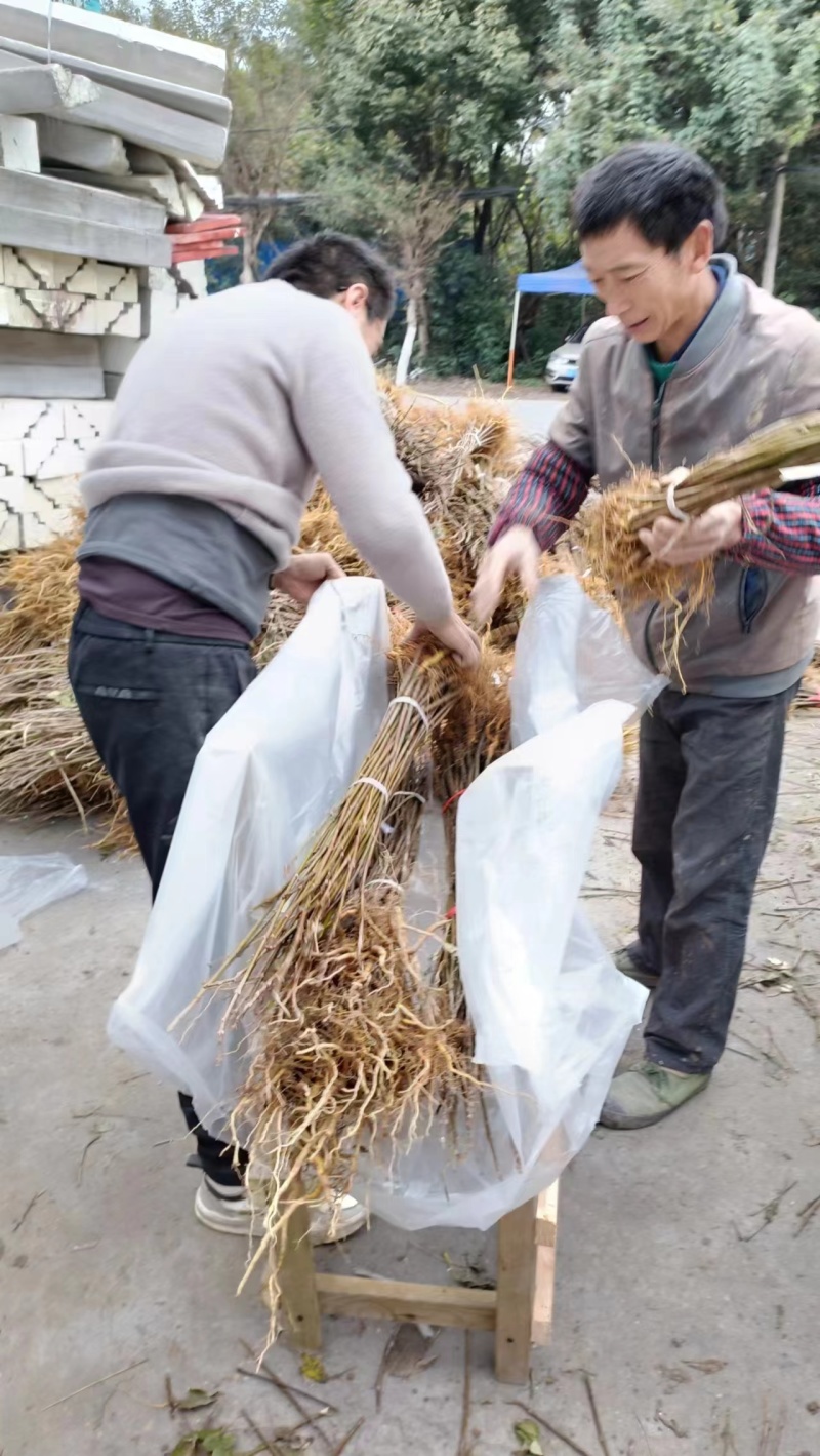 基地直供黄柏苗，川黄柏，厚皮黄柏，规格齐全，量大从优