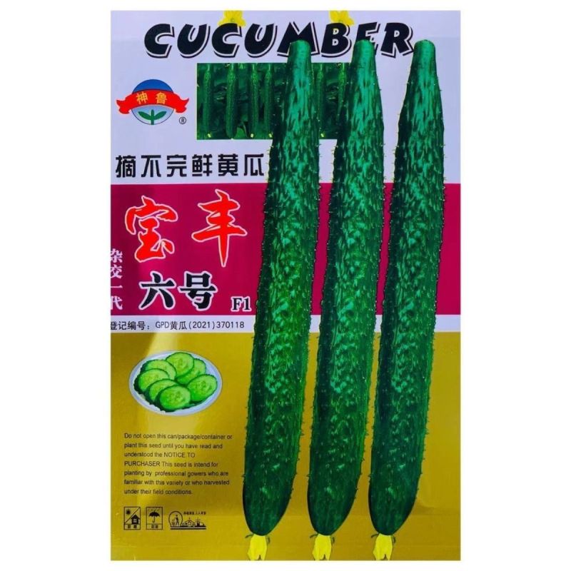 宝丰六号黄瓜种子瓜柄短叶片小果肉绿口感甜商品佳抗病丰产春