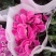 (带花苞)仙客来盆栽四季开花年宵花办公室内花卉植物兔子耳